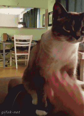 This asshole, who has no time for your damn affection. | 24 Asshole Cats Who Don't Give A Fuck About Your Feelings