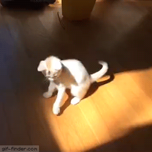 This Cat Doesn’t Understand Sunshine! | Gif Finder – Find and Share funny animated gifs