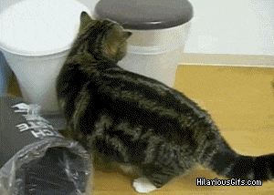 This cat is still working on finding good hiding places: | 11 Animals With Privacy Issues