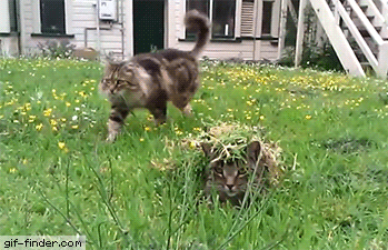 This cat was purrfectly camouflaged | Gif Finder – Find and Share funny animated gifs