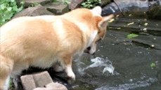 This dog who doesn't even know what water is. | 23 Dogs Who Are Too Adorably Stupid For Their Own Good