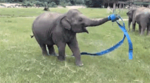 This Elephant Is So Happy