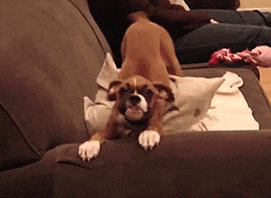 This full-bodied doggy wiggle: