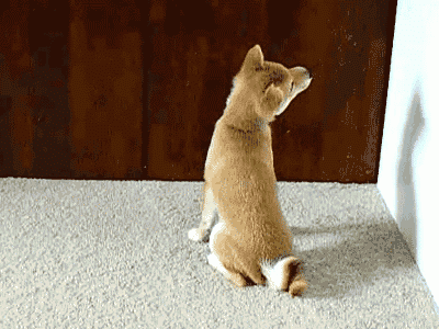 This pup that forgot how to turn around. | 10 Dogs Having An Off Day
