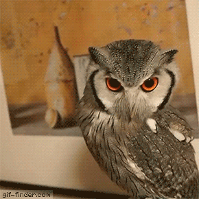To please an owl | Gif Finder – Find and Share funny animated gifs