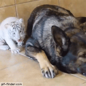 Trying to sneak up on a German shepherd | Gif Finder – Find and Share funny animated gifs