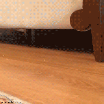 Upside Down Kitten Attack | Gif Finder – Find and Share funny animated gifs