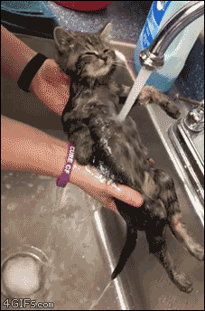 Washing the kitty – ToGAGs – Daily GAGs, JOKEs and LOLs!