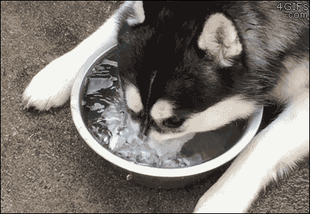 Watch Husky blows bubbles in water Animated Gif Image. Gif4Share is best source of Funny GIFs, Cats GIFs, Dogs GIFs to Share on social networks and chat.