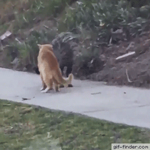 Watch out! Watch out! Watch out! | Gif Finder – Find and Share funny animated gifs