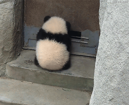Watch Panda ninja Animated Gif Image. Gif4Share is best source of Funny GIFs, Cats GIFs, Dogs GIFs to Share on social networks and chat.