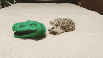 Watch Tyrannosaurus hedgehog Animated Gif Image. Gif4Share is best source of Funny GIFs, Cats GIFs, Dogs GIFs to Share on social networks and chat.