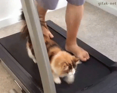 we are watching our weights   crazy cats more cute &...