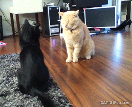 Weird cat fight: sneak attack but FAIL, because double knock down More Funny Cat GIFs @ http://www.cat-gifs.com