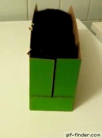What’s in the box | Gif Finder – Find and Share funny animated gifs