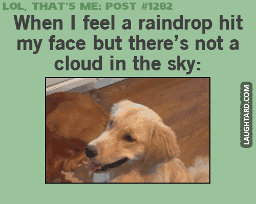When I feel a raindrop hit my face. #funnypictures	#lmao #lol #funnygif
