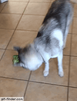 When you try to eat healthy | Gif Finder – Find and Share funny animated gifs