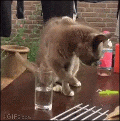 when your free trial runs out. funny cat gif