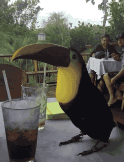 Wild Toucan Helps Himself to a Glass of Soda.
