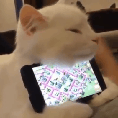 cats do phone support