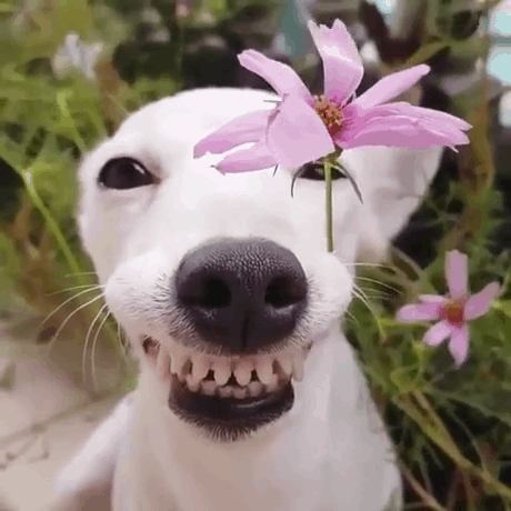 cute dog, it propped flowers