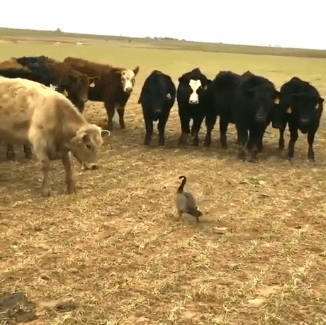 duck vs cow