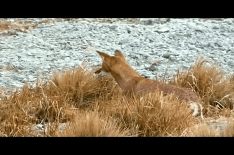 fox hunting very skillfully