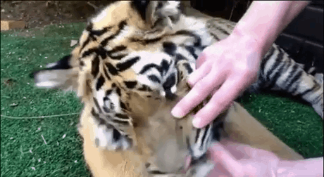 Have you ever wanted to play with a tiger?