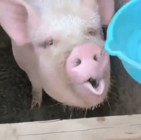 pigs drink water