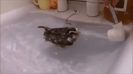 the bird swimming in the water pot