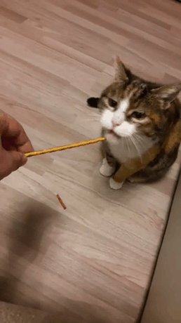 the cat is eating chopsticks