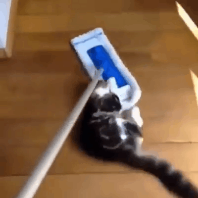the cat makes a carpet mop