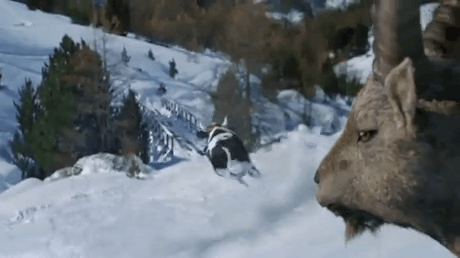 The cow is very good at skiing
