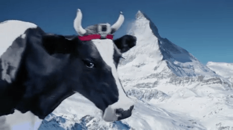 The cow plays ski