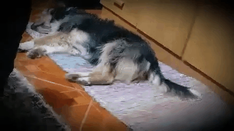 the dog sleeps and dreams