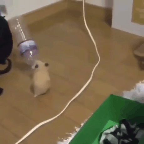 The mouse is playing with a water bottle