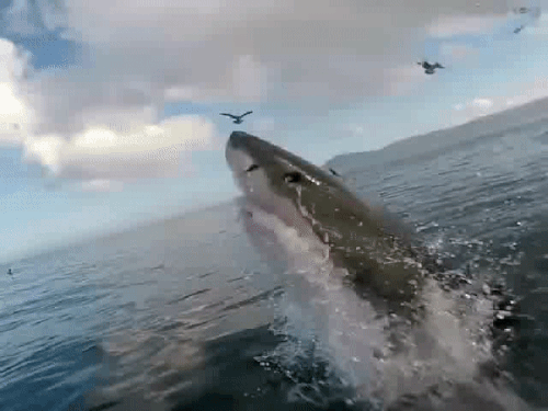 Great shark, jumping out of the water