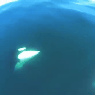 Wild Orca spends some quality time with the humans, and smiles for the camera