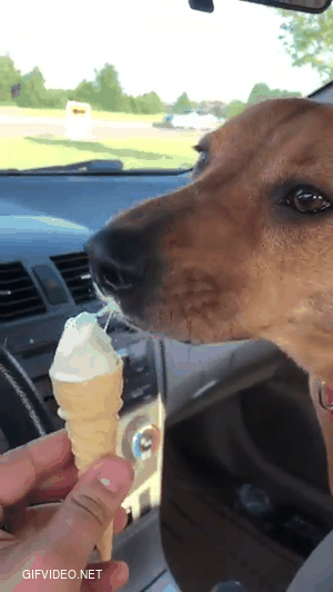 Does your dog eat ice cream?