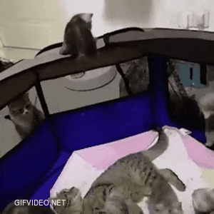 Mama Cat Protecting Her Kitten