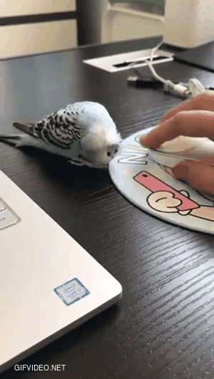 Parrot loves this