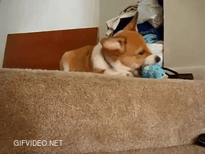The dog regretted dropping the toy