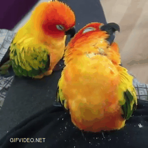 the parrot falls asleep