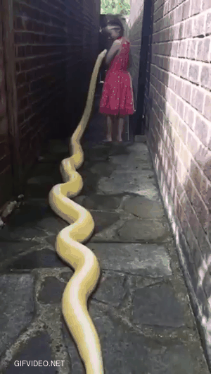 When you have a python in your house