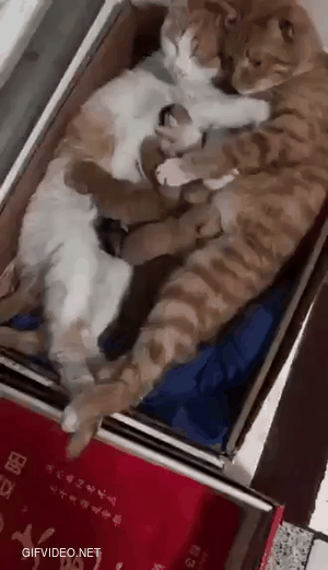 A wonderful cat family.