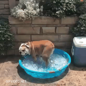 Bulldogs like to cool bath when summer comes