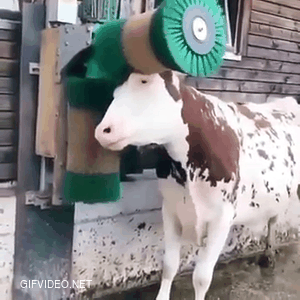 Cows like this