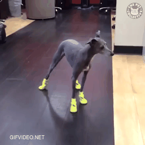 Dog training shoes, it's hard