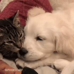 Dogs and cats are in love