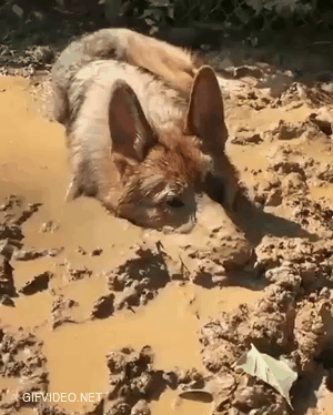 dogs like to play dirty